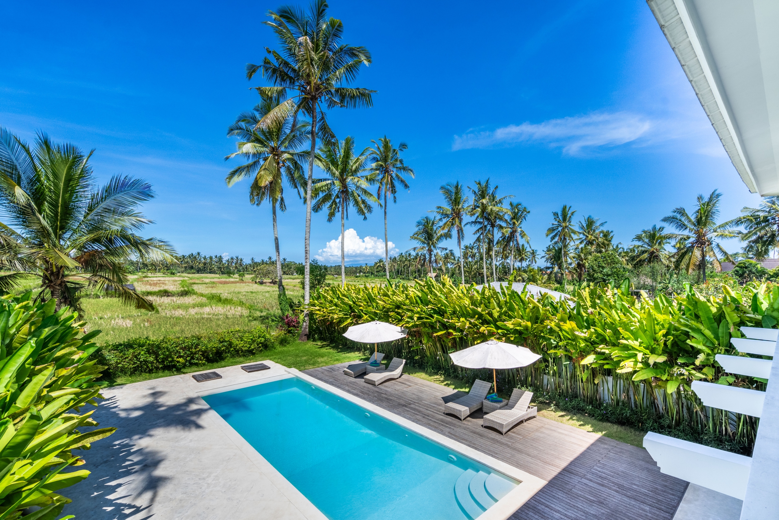Swimming pool area with lounge chairs and white umbrellas, surrounded by tropical palm trees under a clear blue sky.